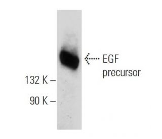 western blotting image from recommended EGF (F-9) monoclonal antibody replacement. Image 109572