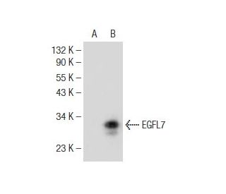 EGFL7 Antibody (B-1) - Western Blotting - Image 146899