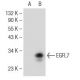 EGFL7 Antibody (B-1) - Western Blotting - Image 146899