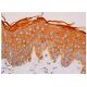 EGFL8 Antibody (F-6) - Immunohistochemistry - Image 310447 