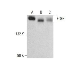 EGFR Antibody 0.N.268 SCBT Santa Cruz Biotechnology