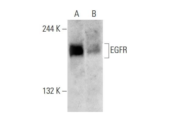 EGFR Antibody 3H2094 SCBT Santa Cruz Biotechnology