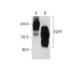 EGFR Antibody 528 SCBT Santa Cruz Biotechnology