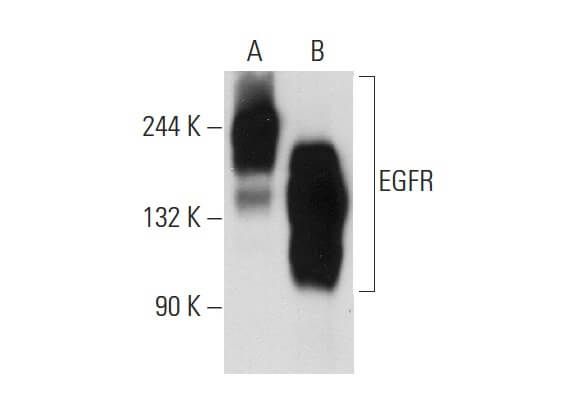 EGFR Antibody 528 SCBT Santa Cruz Biotechnology