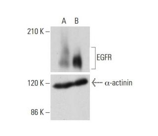 EGFR Antibody A 10 SCBT Santa Cruz Biotechnology