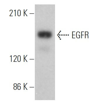 Anticorps EGFR A 10 SCBT Santa Cruz Biotechnology