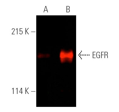 EGFR Antibody A 10 SCBT Santa Cruz Biotechnology