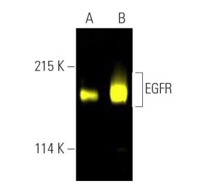 EGFR Antibody A 10 SCBT Santa Cruz Biotechnology