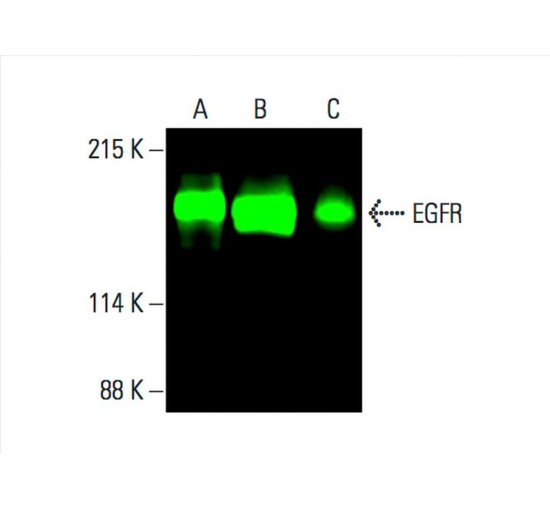 EGFR Antibody (A10) SCBT Santa Cruz Biotechnology