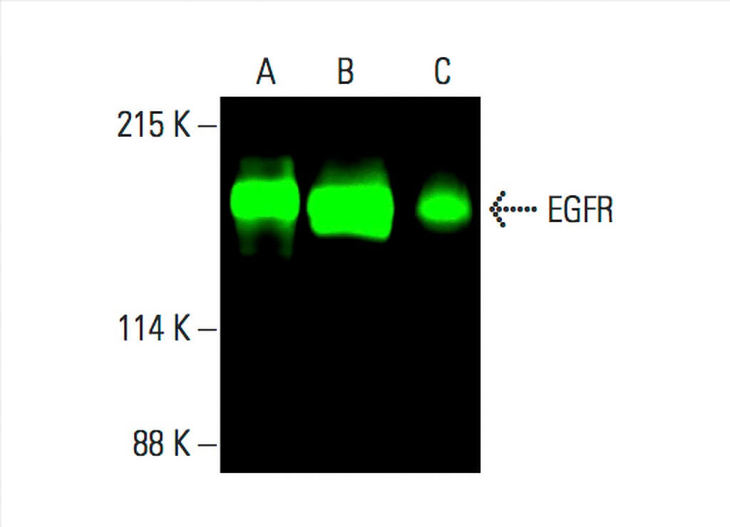 EGFR Antibody A 10 SCBT Santa Cruz Biotechnology