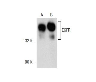 western blotting image from recommended EGFR (A-10) monoclonal antibody replacement. Image 146629