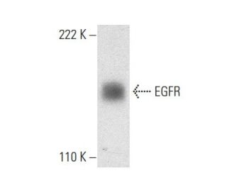 EGFR Antibody D 8 SCBT Santa Cruz Biotechnology