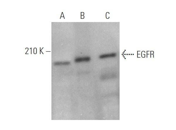 EGFR Antibody D 8 SCBT Santa Cruz Biotechnology