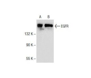 EGFR Antibody (E-8): sc-374607