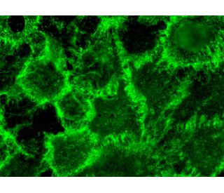 EGFR Antibody EGFR.1 SCBT Santa Cruz Biotechnology