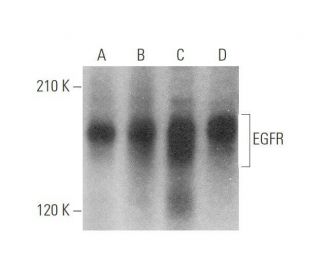 EGFR Antibody (F-9) SCBT Santa Cruz Biotechnology, 41% OFF