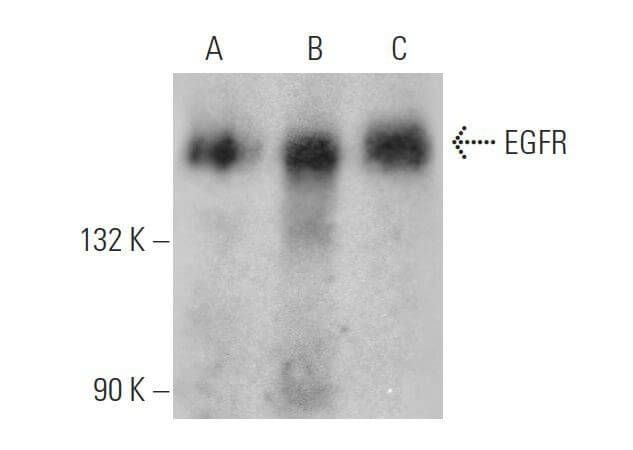 EGFR Antibody F 9 SCBT Santa Cruz Biotechnology