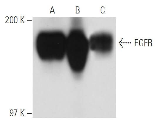 EGFR Antibody F4 SCBT Santa Cruz Biotechnology