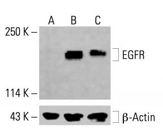 EGFR Antibody (E-8) - Western Blotting - Image 414632