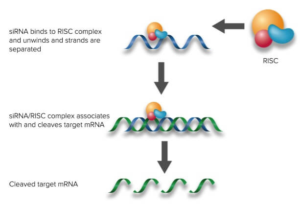 EGFR siRNA h shRNA and Lentiviral Particle Gene Silencers