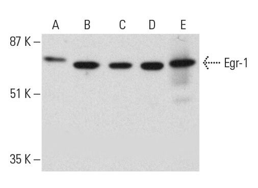 EGR1抗体 (B-6) | SCBT - Santa Cruz Biotechnology