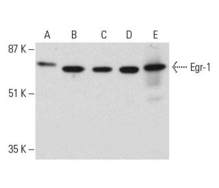 western blotting image from recommended EGR1 (B-6) monoclonal antibody replacement. Image 391873