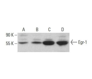 EGR1 Antibody (H-7) - Western Blotting - Image 382623 