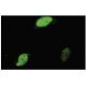 EGR1 Antibody (S-25) - Immunofluorescence - Image 35768