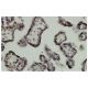 EGR1 Antibody (S-25) - Immunohistochemistry - Image 36265 