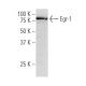 EGR1 Antibody (S-25) - Western Blotting - Image 34398 