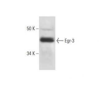 western blotting image from recommended Egr-3 (A-7) monoclonal antibody replacement. Image 291060