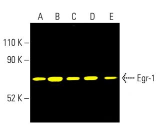 EGR1 Antibody (B-6) - Western Blotting - Image 403334