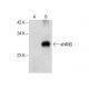 western blotting image from recommended eHAND (F-7) monoclonal antibody replacement. Image 287873