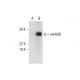 eHAND Antibody (D-1) - Western Blotting - Image 289687