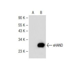 eHAND Antibody (E-10) - Western Blotting - Image 149667