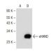eHAND Antibody (E-10) - Western Blotting - Image 149667