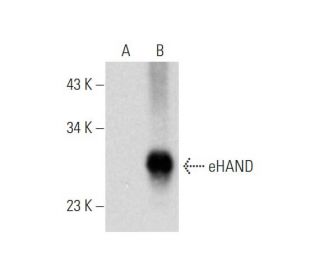 eHAND Antibody (E-6) - Western Blotting - Image 333756
