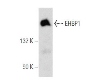 EHBP1 Antibody (A-8) - Western Blotting - Image 353743