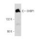 EHBP1 Antibody (A-8) - Western Blotting - Image 353743