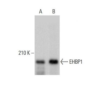 EHBP1 Antibody (H-3) - Western Blotting - Image 378681 