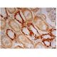 EHD Antibody (D-12) - Immunohistochemistry - Image 302377 
