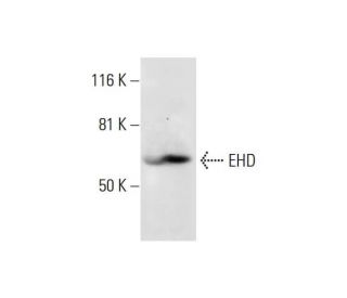 EHD Antibody (D-12) - Western Blotting - Image 289693 