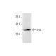 EHD Antibody (D-12) - Western Blotting - Image 289693 