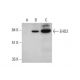EHD Antibody (D-12) - Western Blotting - Image 348595