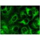 EHD Antibody (E-5) - Immunofluorescence - Image 144542 