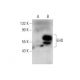 EHD Antibody (E-5) - Western Blotting - Image 135481