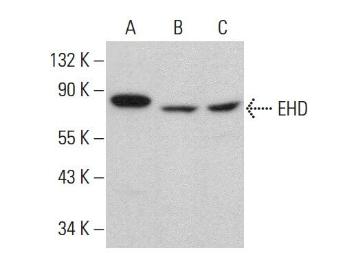 EHD Antibody (E-5) | SCBT - Santa Cruz Biotechnology
