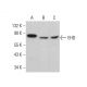 EHD Antibody (E-5) - Western Blotting - Image 379847 