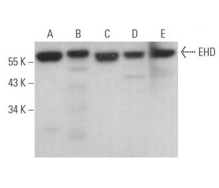 EHD Antibody (E-8) - Western Blotting - Image 373146 