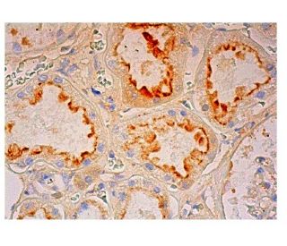 EHD Antibody (F-11) - Immunohistochemistry - Image 302260 